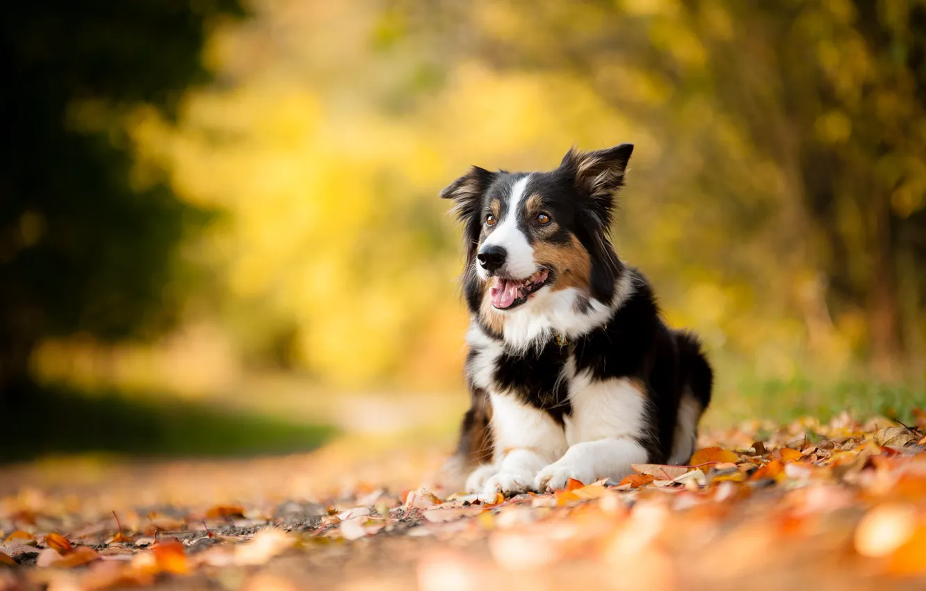 Фото обои осень, листья, друг, собака, питомец