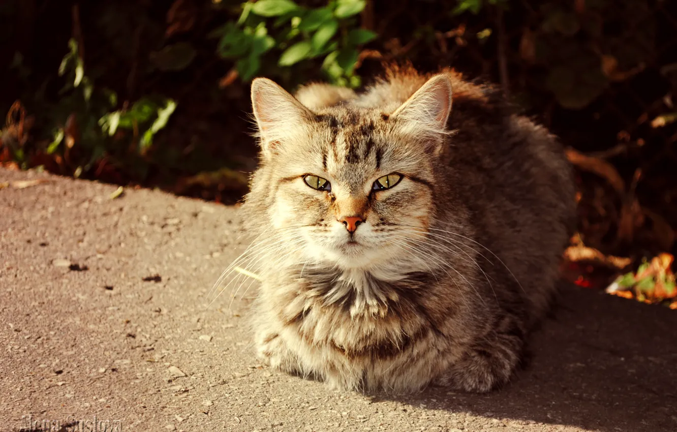 Фото обои осень, кот, кошки, солнечный кот