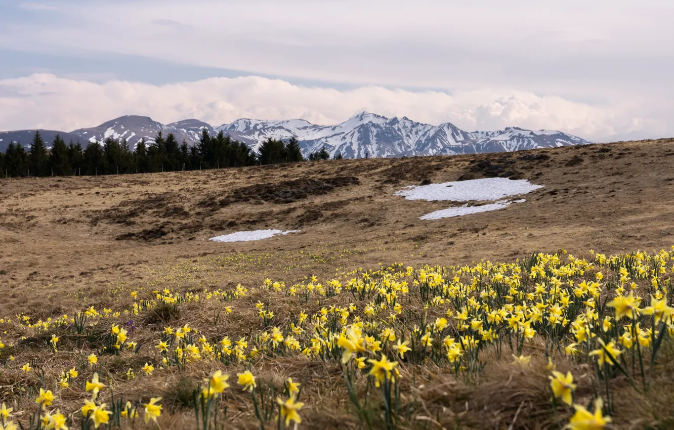 Фото обои цветы, горы, весна