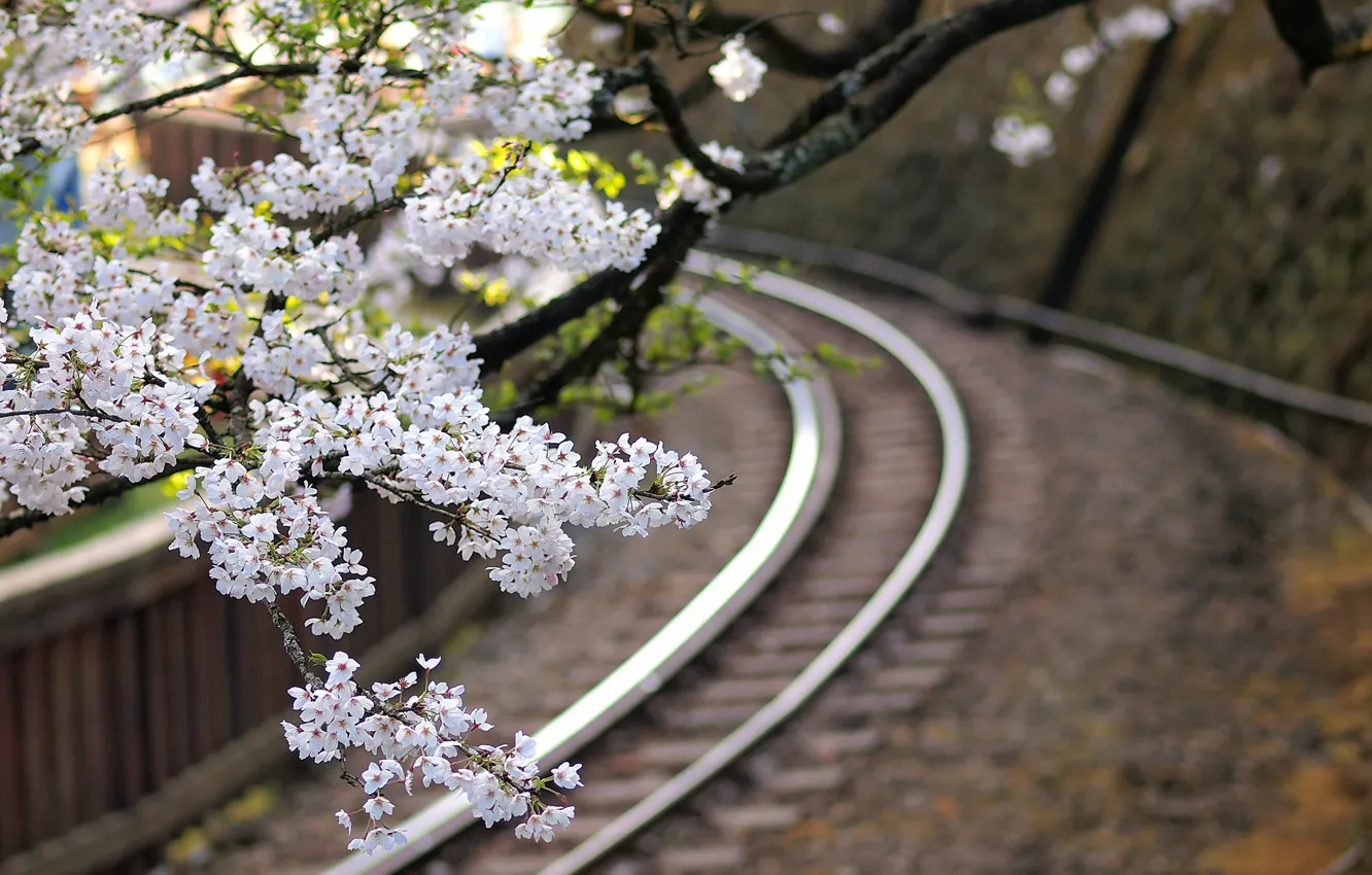 Фото обои макро, цветы, ветки, дерево, Япония, размытость, сакура, железная дорога