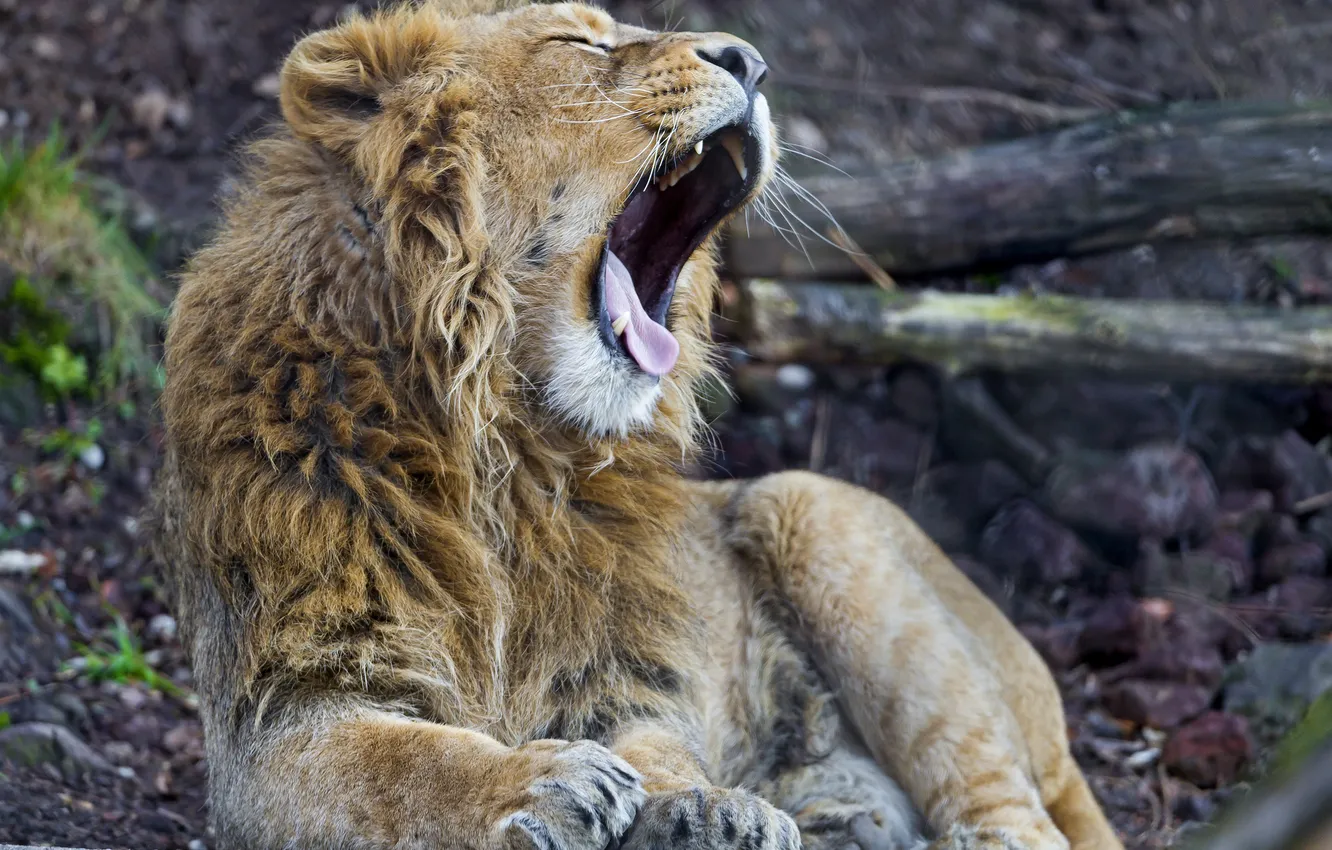 Фото обои язык, кошка, лев, зевает, ©Tambako The Jaguar
