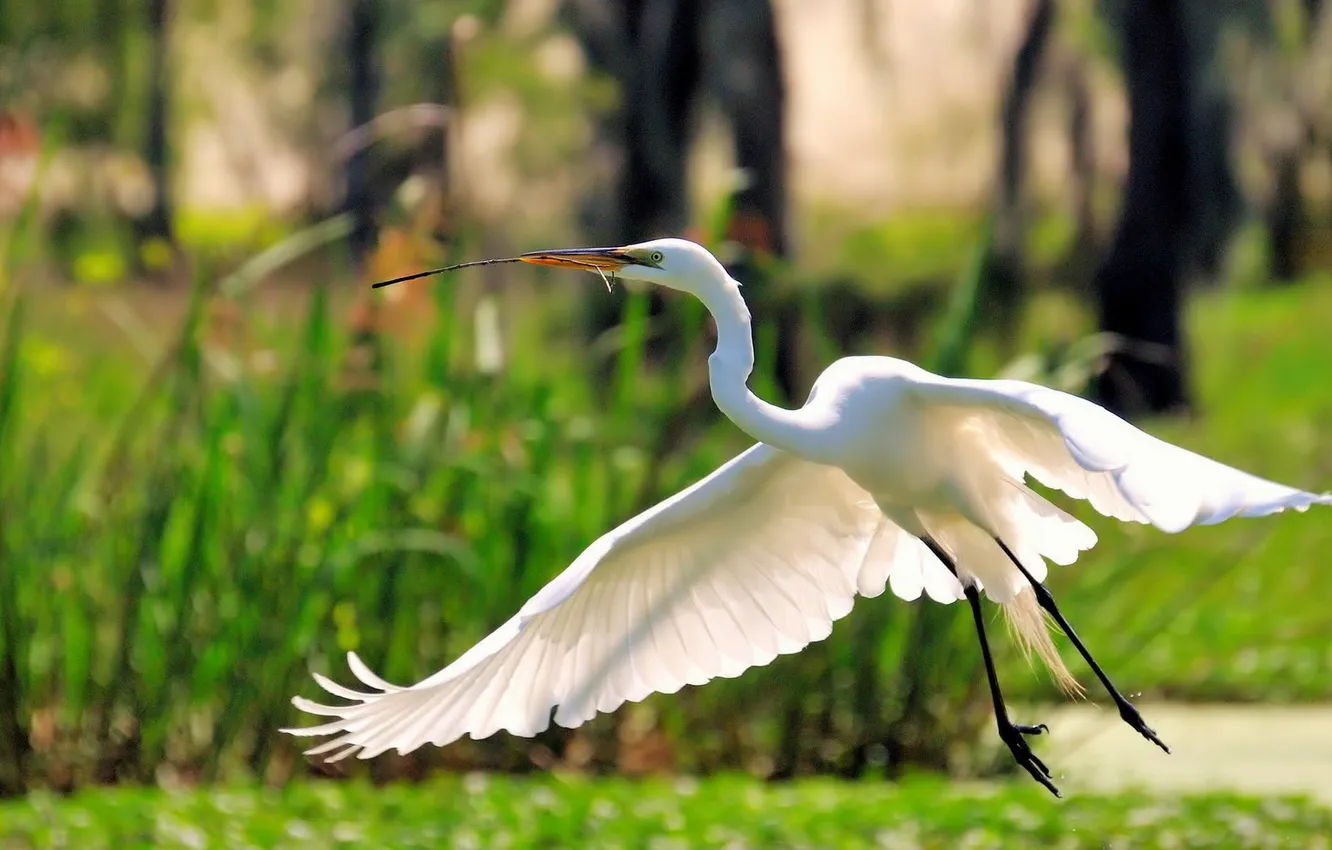 Фото обои полет, природа, клюв, цапля