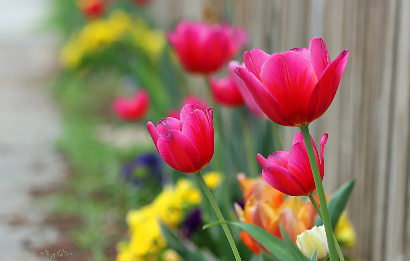 Фото обои яркие, забор, фокус, тюльпаны