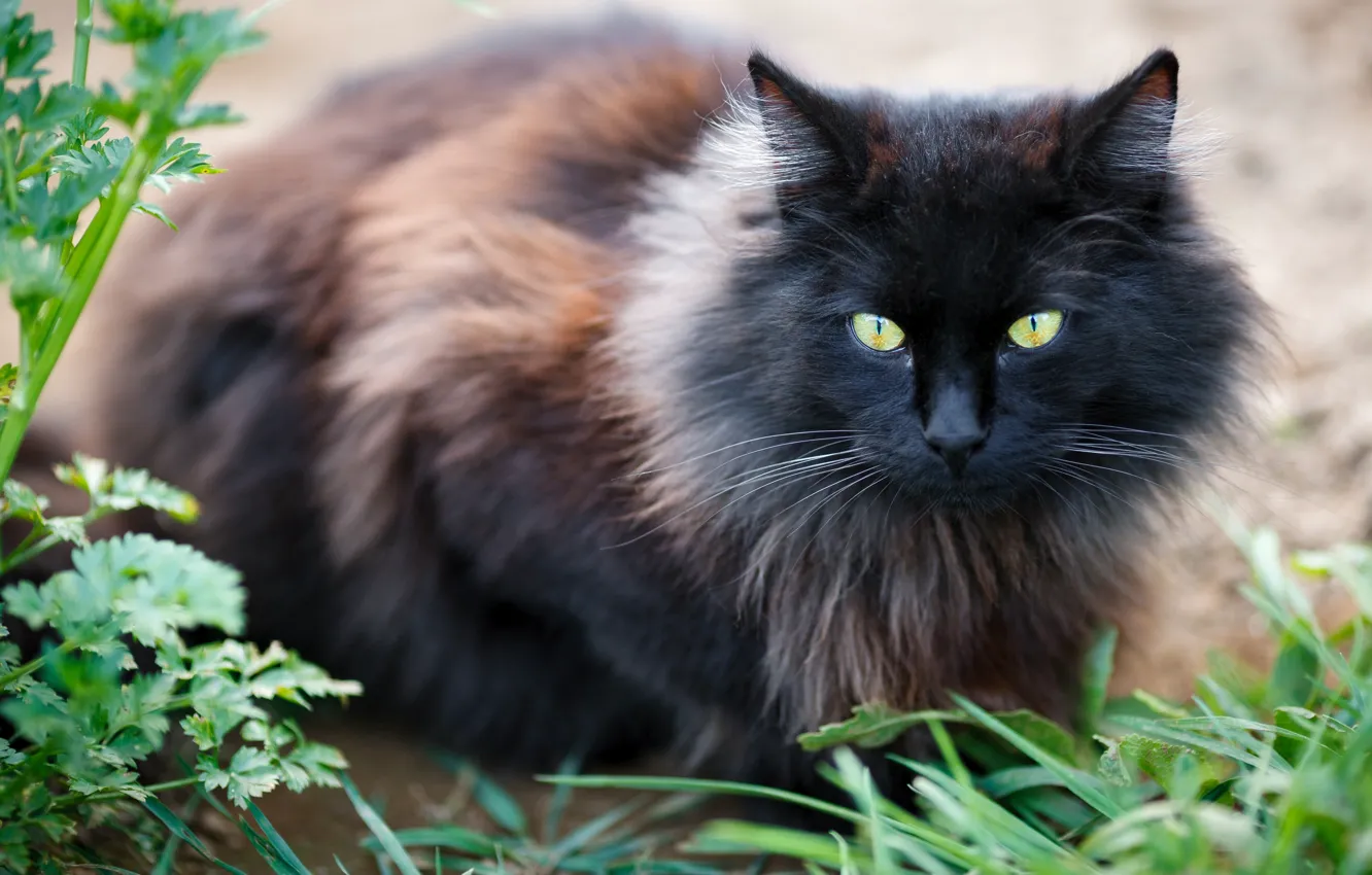 Фото обои кошка, трава, кот, взгляд, черный