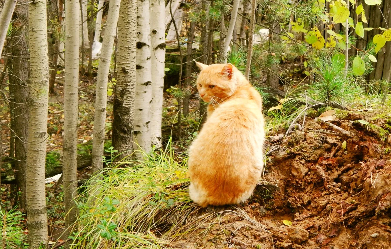 Фото обои осень, лес, Лис, хищник, Кот, мужчина, охота, охотник