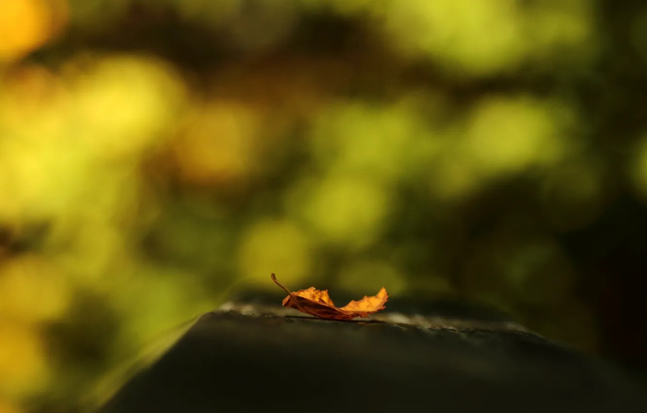 Фото обои макро, оранжевый, фон, widescreen, обои, размытие, листик, wallpaper
