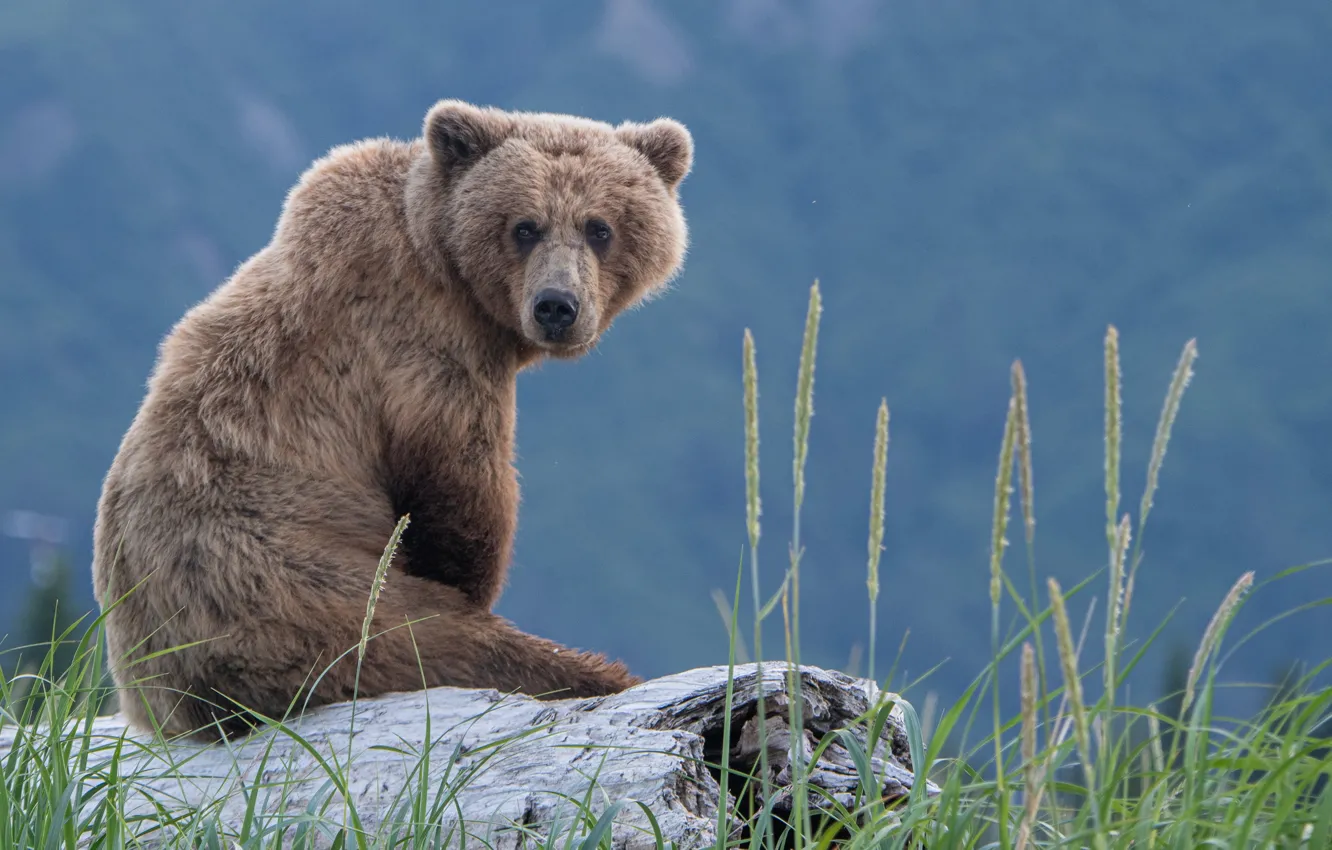 Фото обои трава, медведь, бревно, сидит, Топтыгин