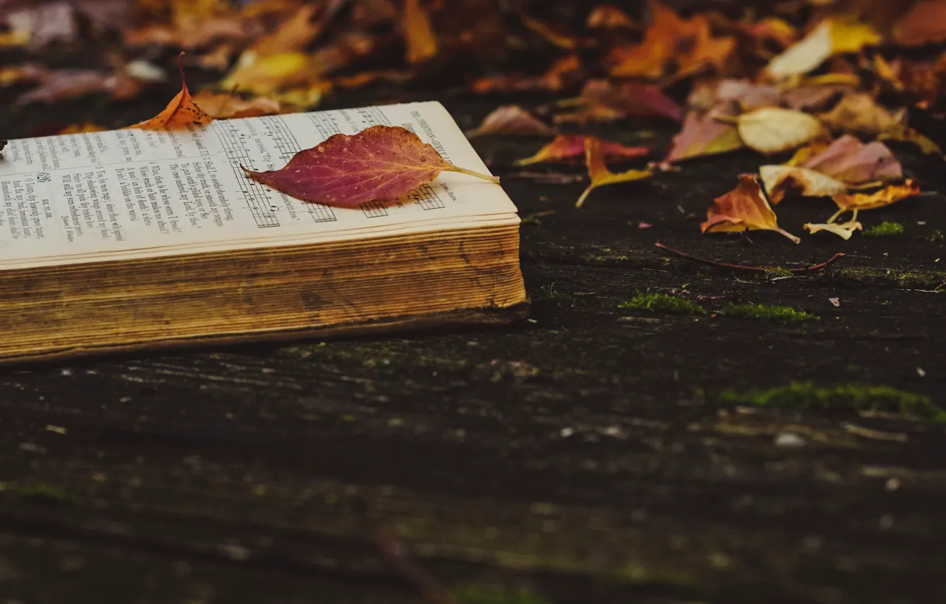 Фото обои осень, листья, природа, ноты, темный фон, доски, желтые, красные