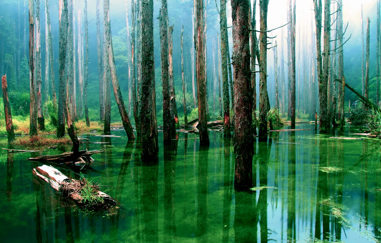 Фото обои лес, вода, деревья, природа, стволы, болото, сухие