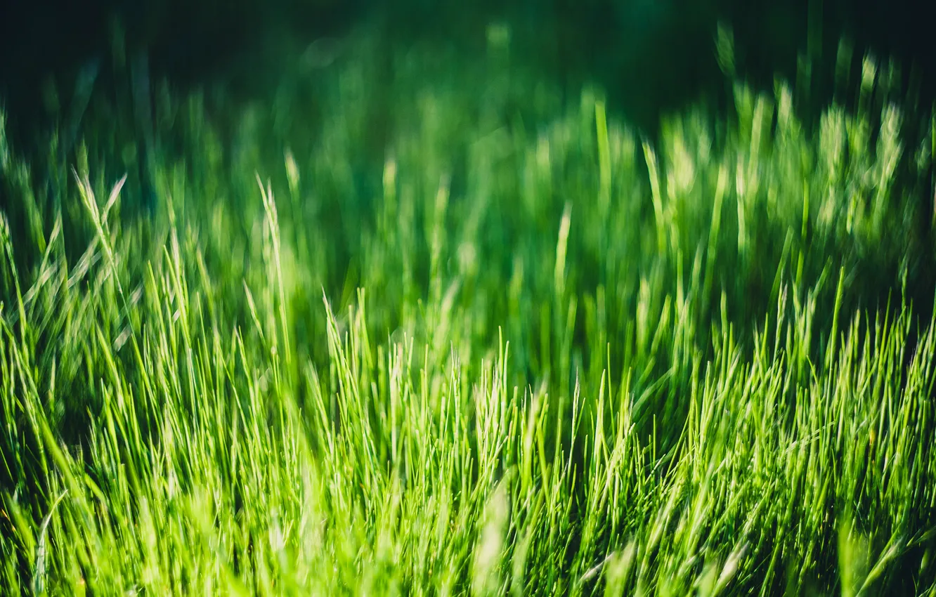 Фото обои трава, зеленая, много