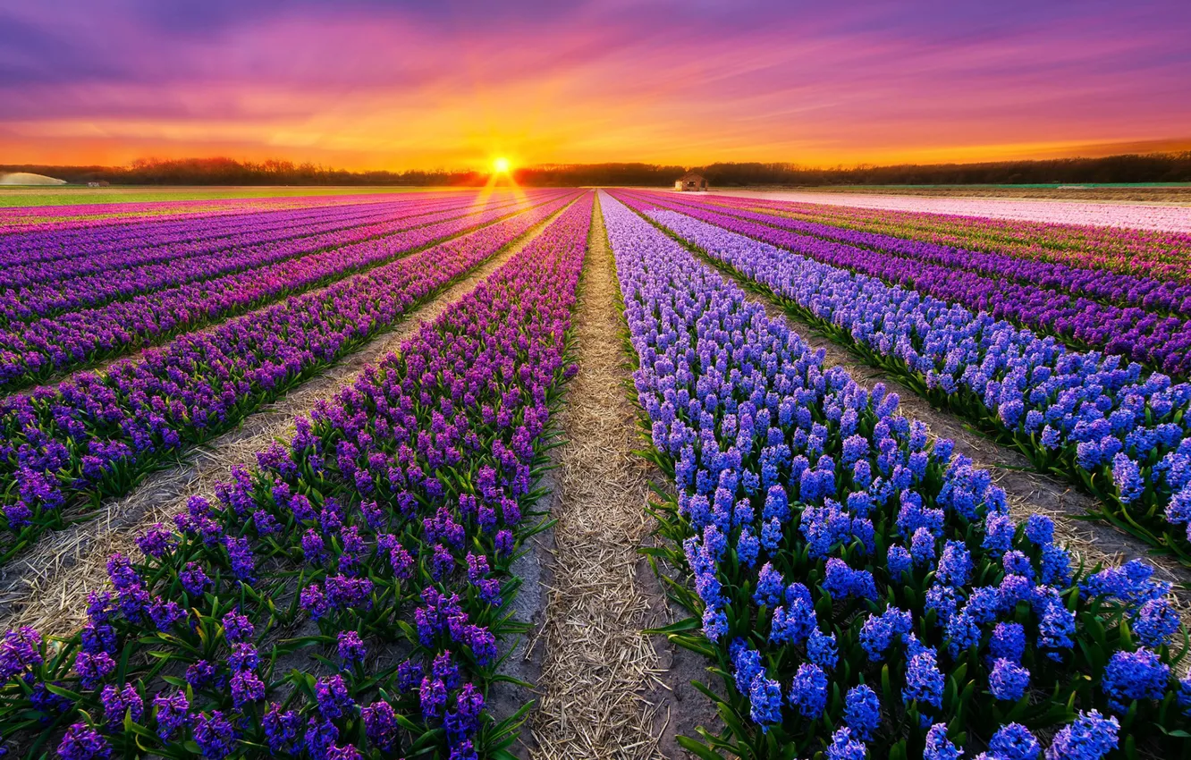 Фото обои поле, небо, лучи, цветы, рассвет, Нидерланды, гиацинты, Albert Dros