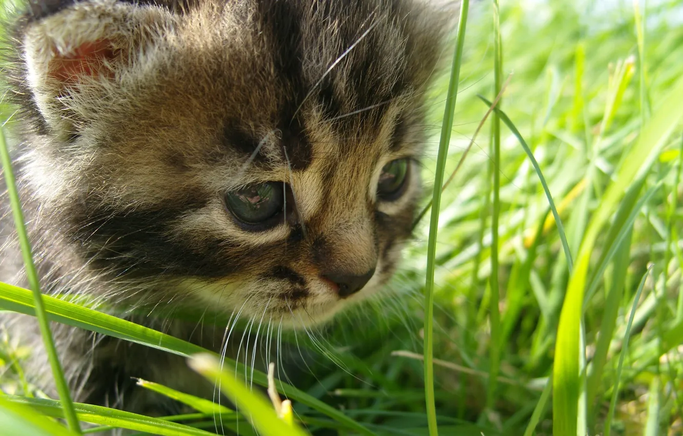 Фото обои grass, the, cat, baby