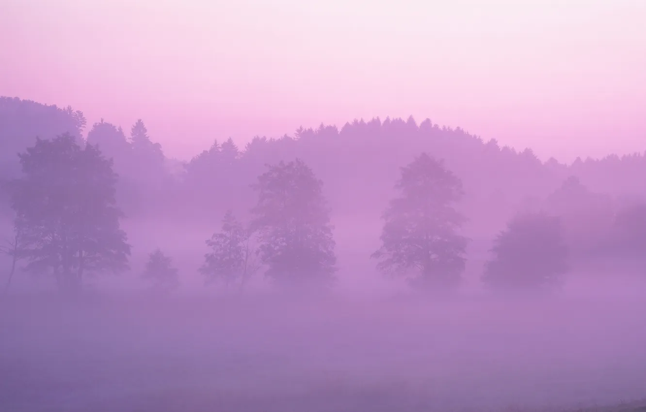 Фото обои лес, туман, розовый
