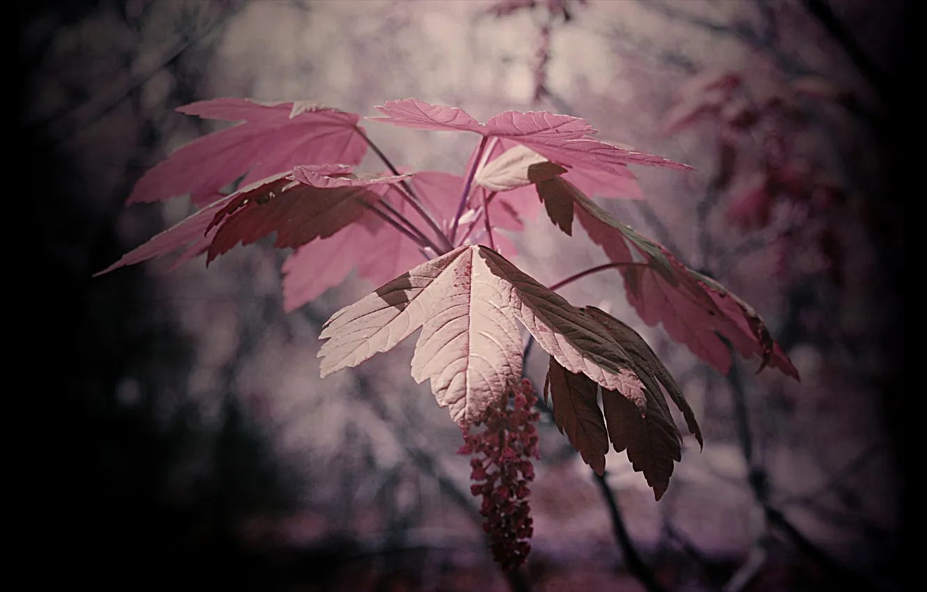 Фото обои осень, природа, лист, цвет, ветка