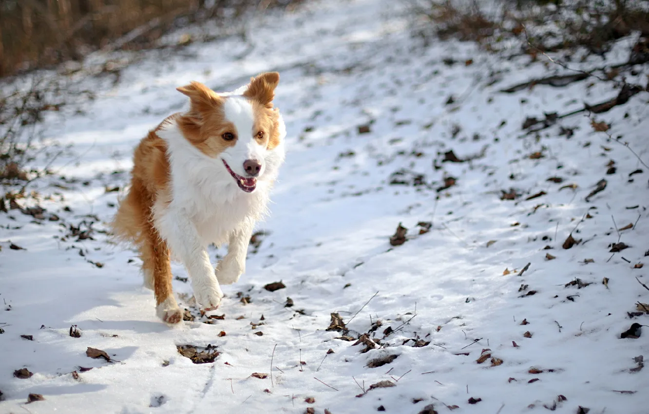 Фото обои зима, поле, собака