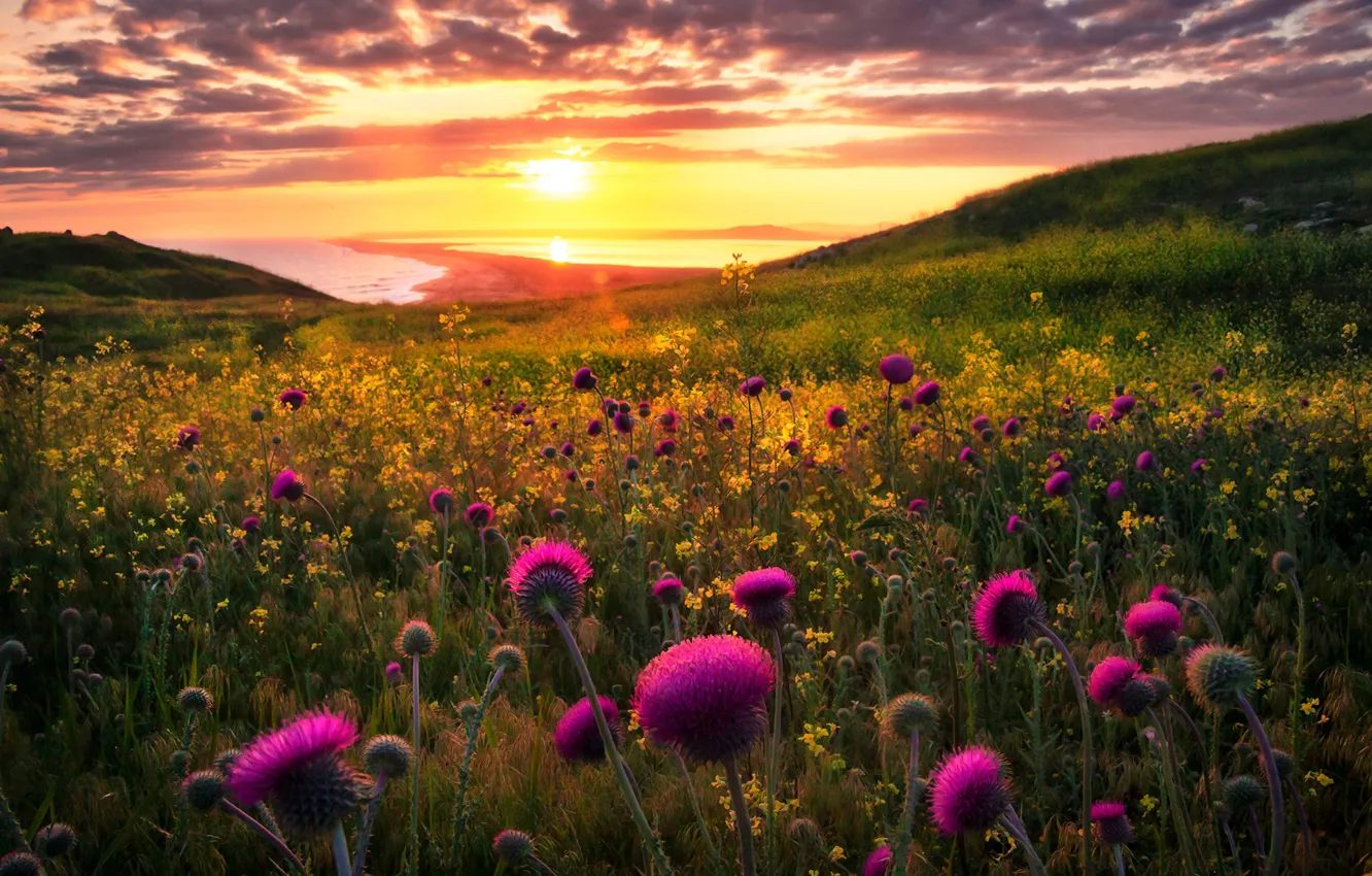 Фото обои Kwiaty, Morze, Wybrzeże, Wzgórza, Oset