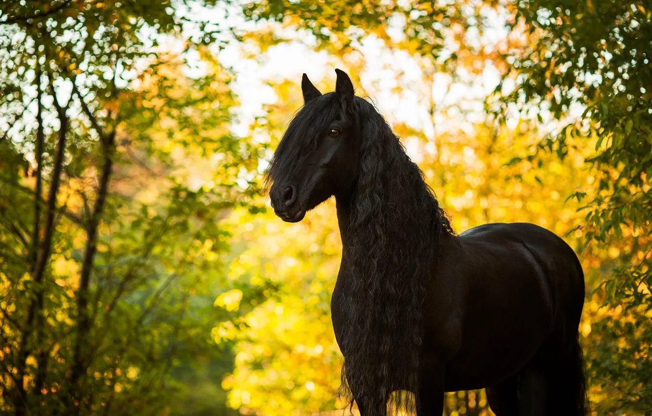 Фото обои осень, конь, лошадь, жеребец, грива