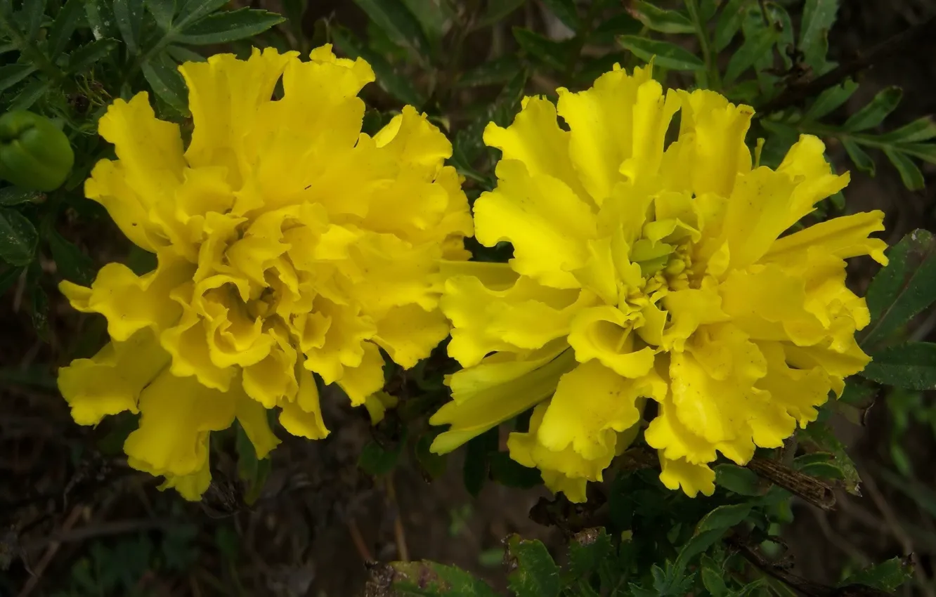 Фото обои осень, цветы, жёлтые, бархатцы, Meduzanol ©