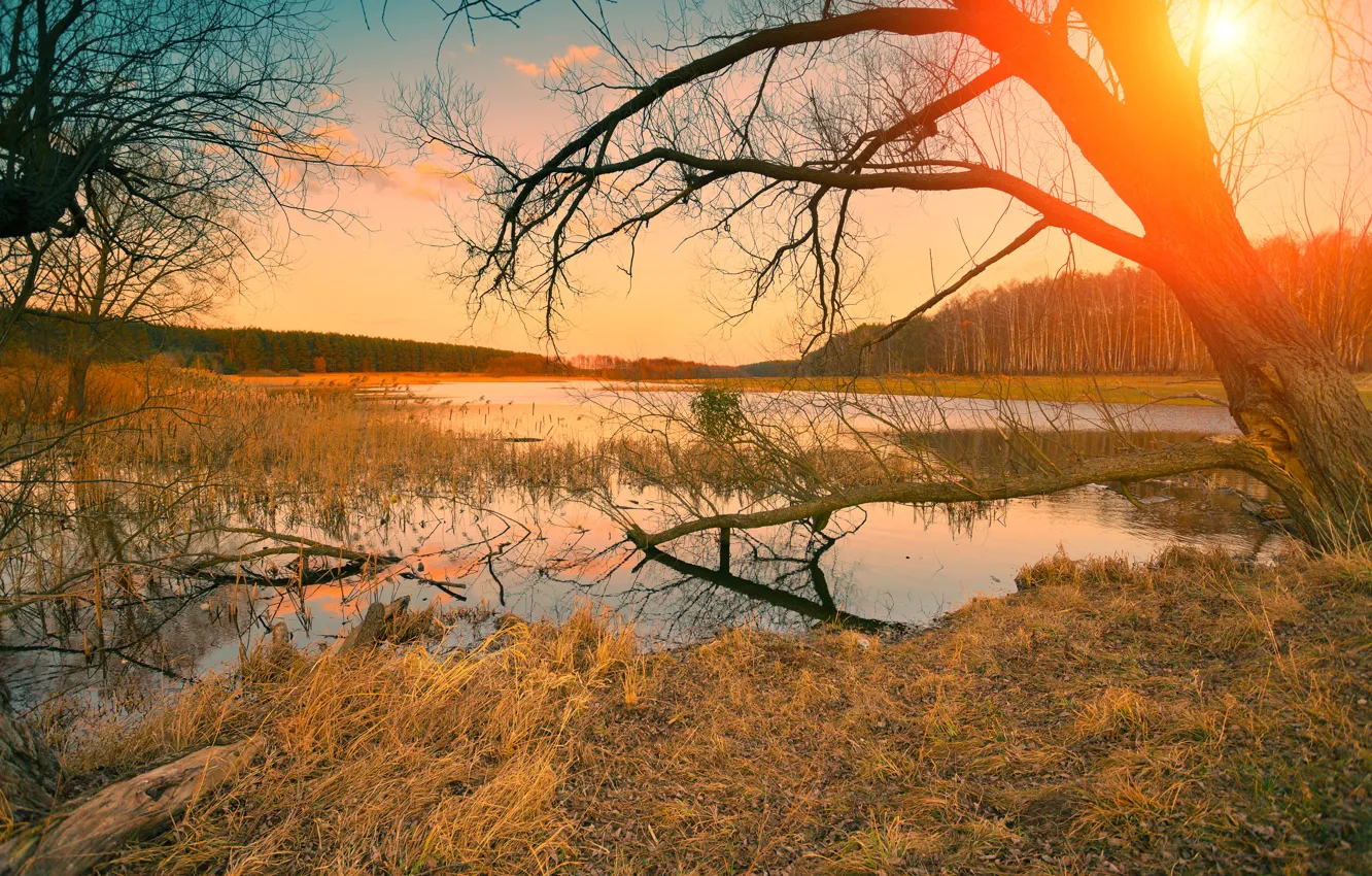 Фото обои осень, лес, трава, солнце, деревья, река, рассвет