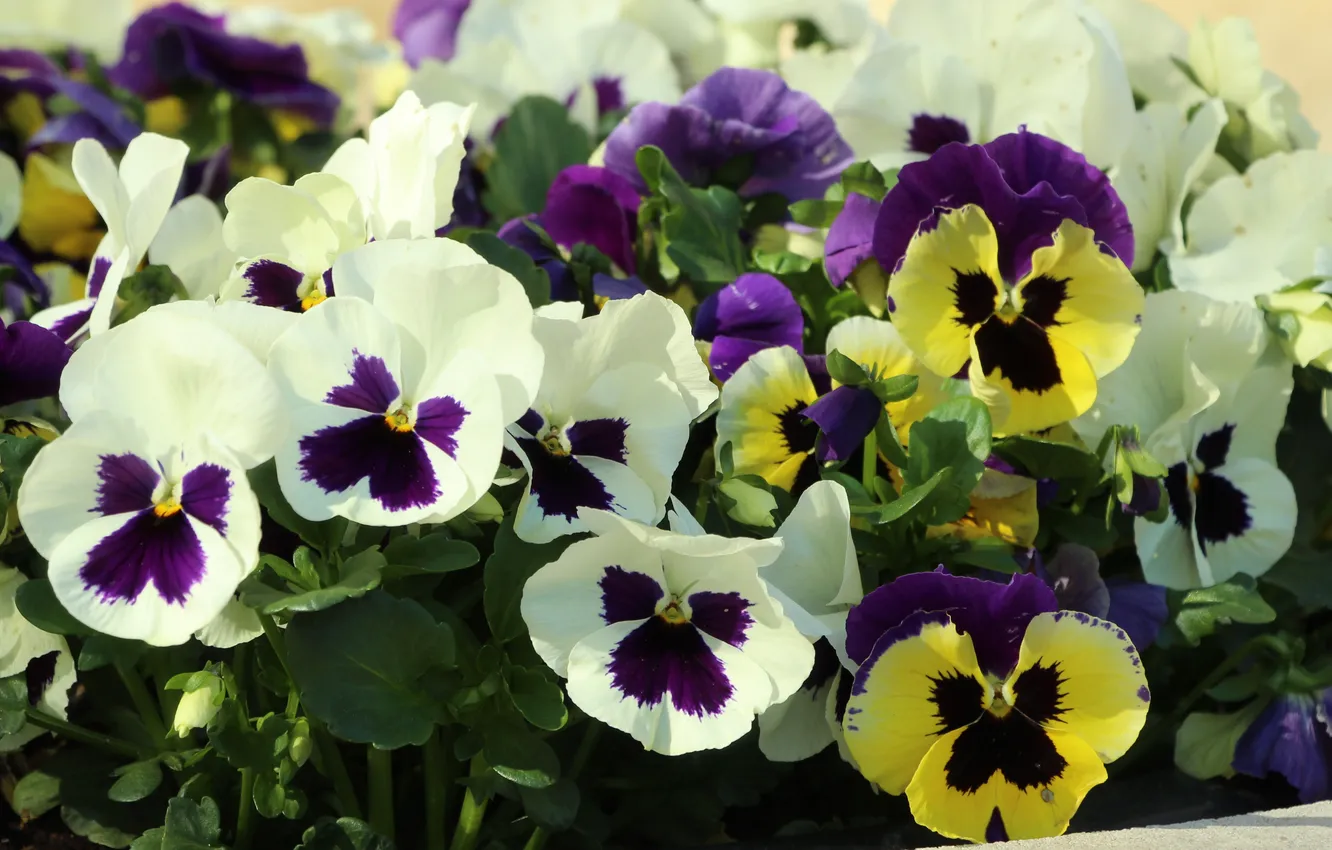 Фото обои white, blooming, pansies