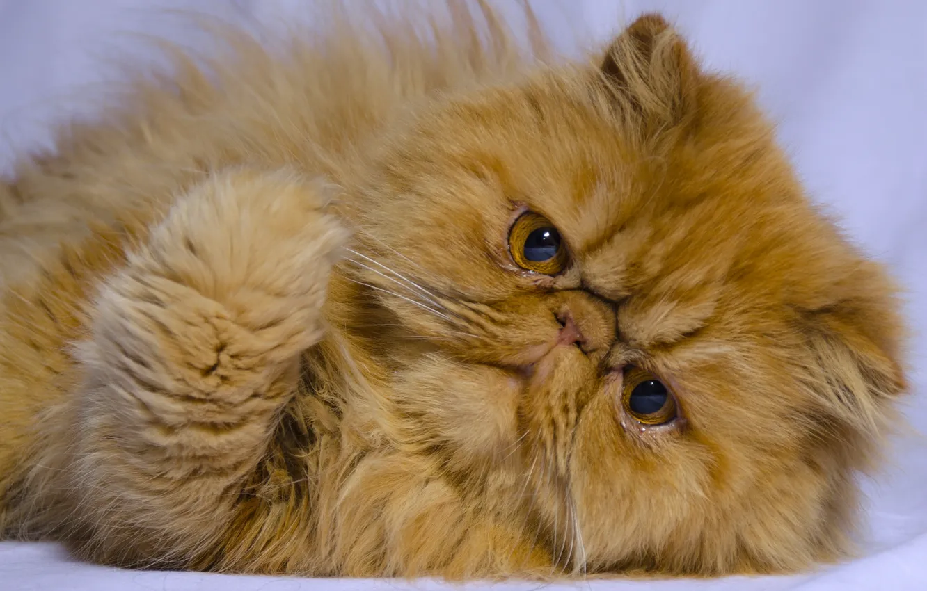 Фото обои кот, взгляд, рыжий, мордочка, лапка, рыжий кот, персидская кошка