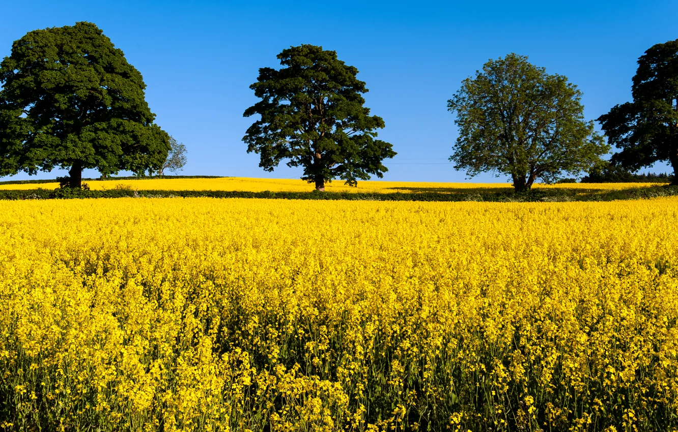 Фото обои поле, деревья, цветы, желтое, крона