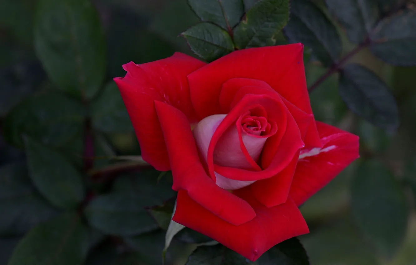 Фото обои роза, лепестки, бутон, красная
