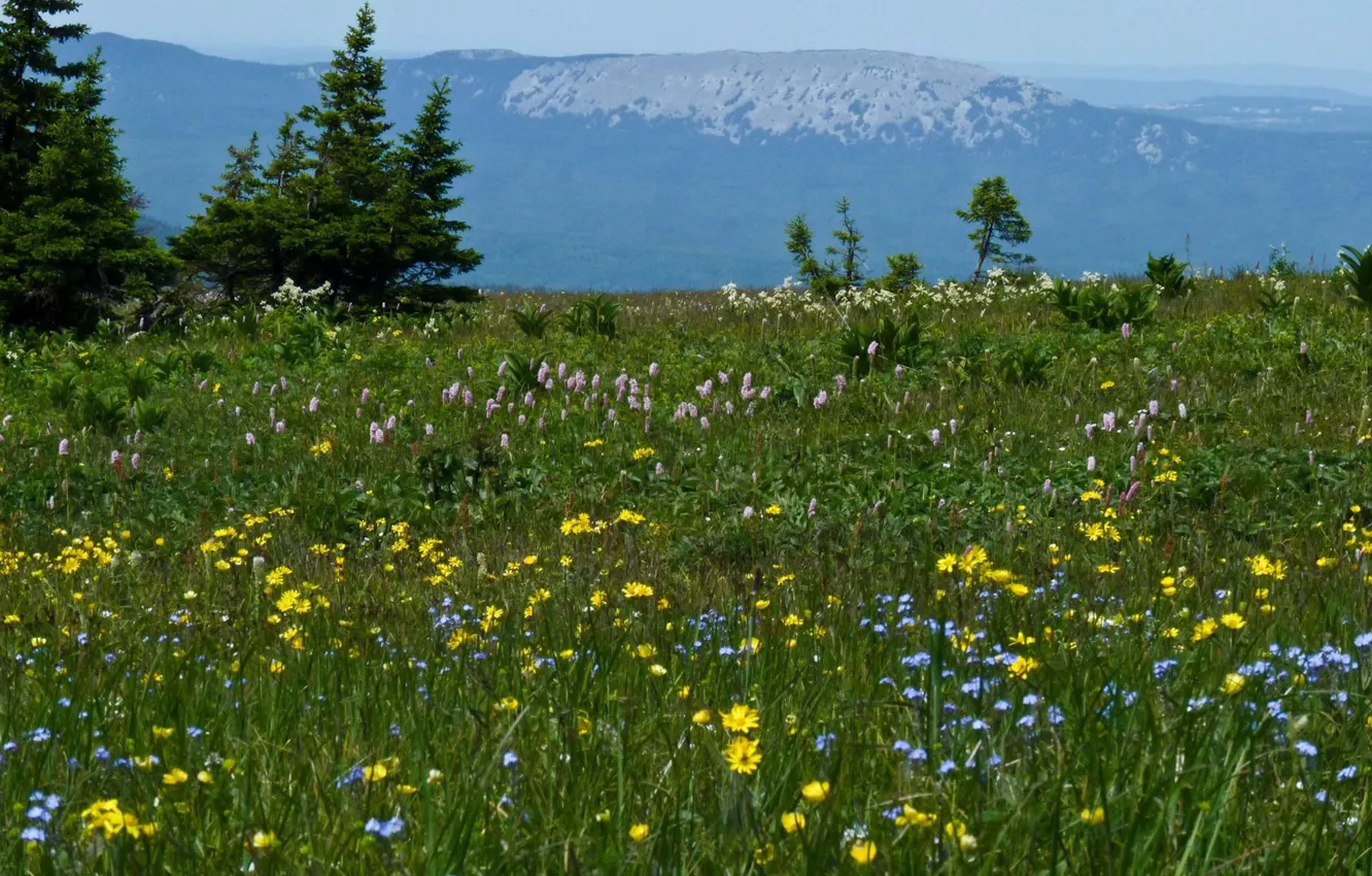 Фото обои Цветы, Трава, Луг, Grass, Flowers, Meadow, Уральские горы, Ural mountains