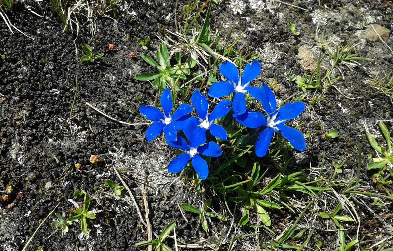 Фото обои синий, blue, Природные цветок