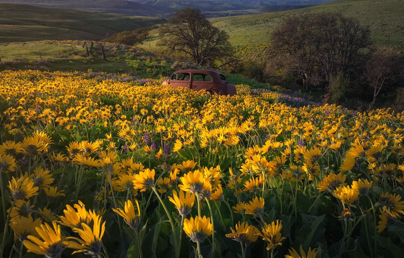 Фото обои машина, цветы, луг, Бальзамориза, Washington State, Columbia Hills State Park, Штат Вашингтон, Парк штата Колумбия …