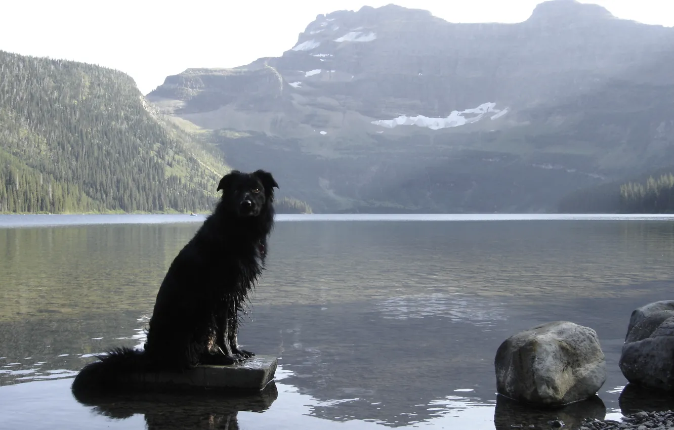 Фото обои Alberta, Dog, Canada, Border Collie, Waterton, Cameron Lake, Waterton National Park