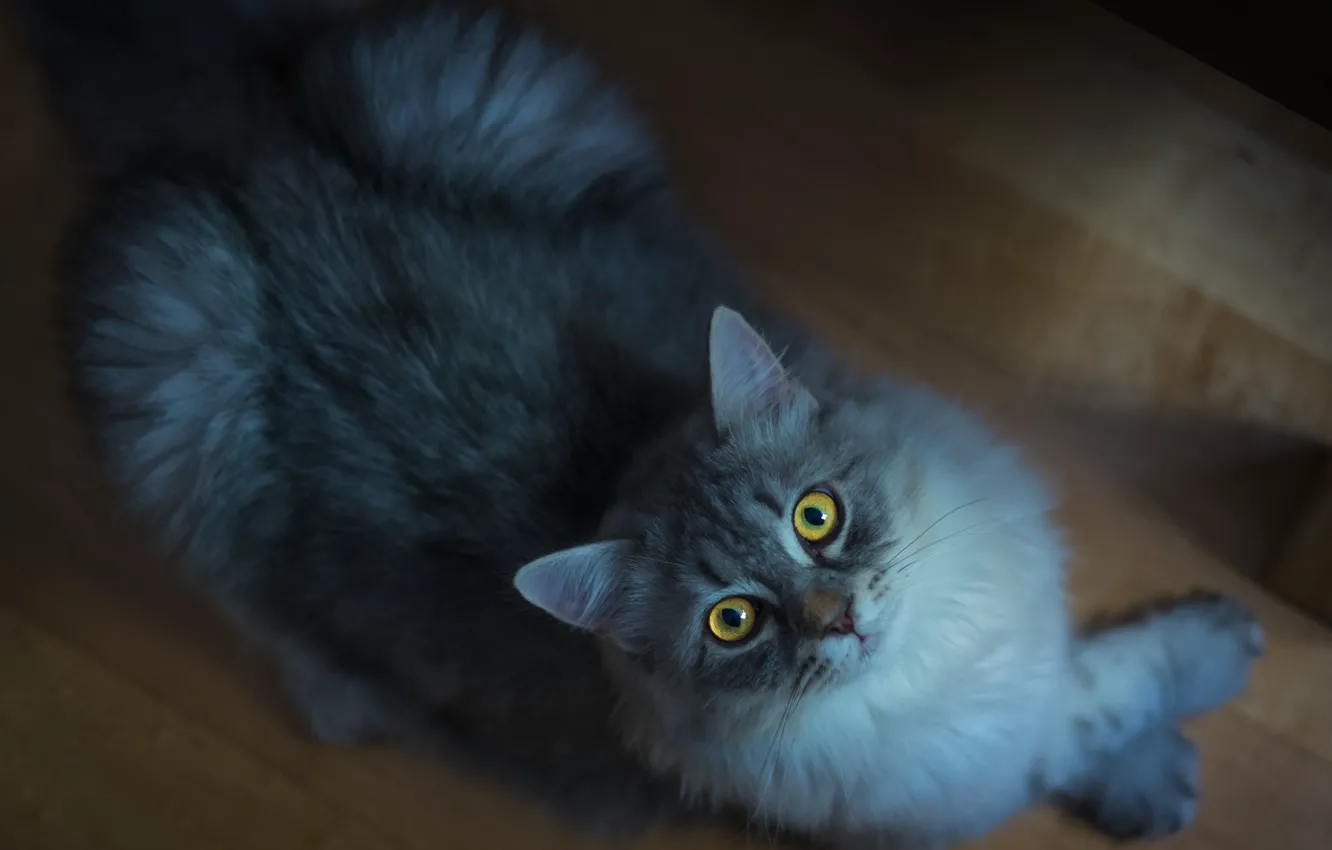 Фото обои кошка, кот, взгляд, морда, поза, темный фон, серый, пушистый