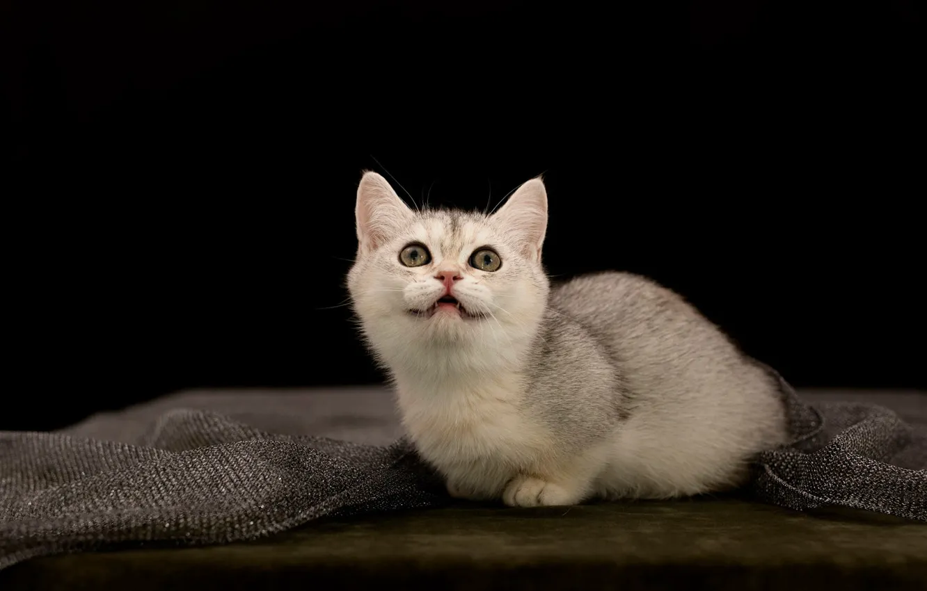 Фото обои кошка, белый, взгляд, поза, котенок, стол, серый, портрет