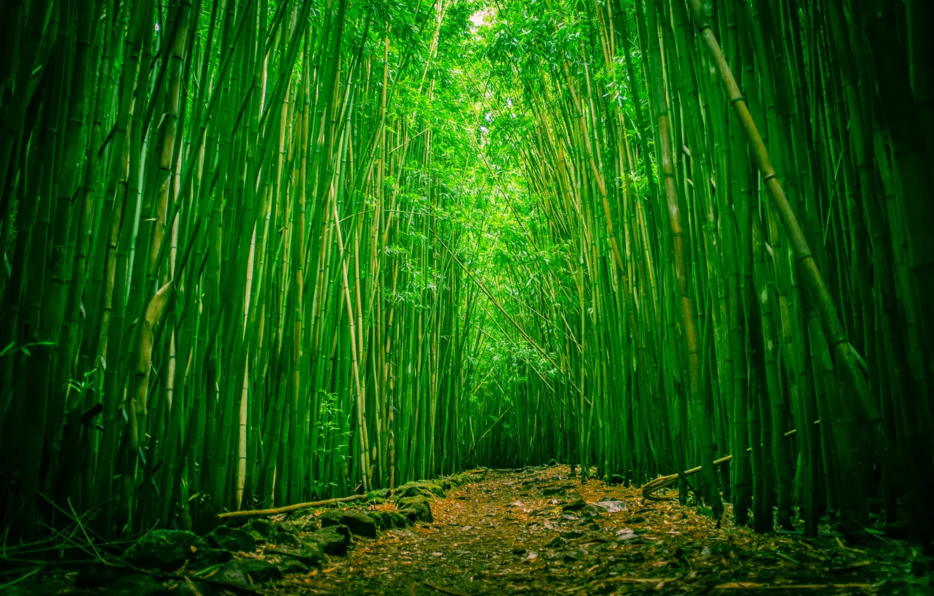 Фото обои лес, Гавайи, просека, Мауи, бамбуковый, национальный парк Халеакала
