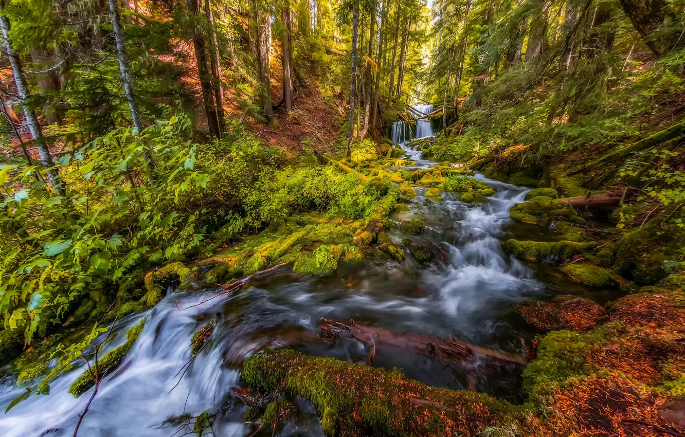 Фото обои лес, камни, США, речка