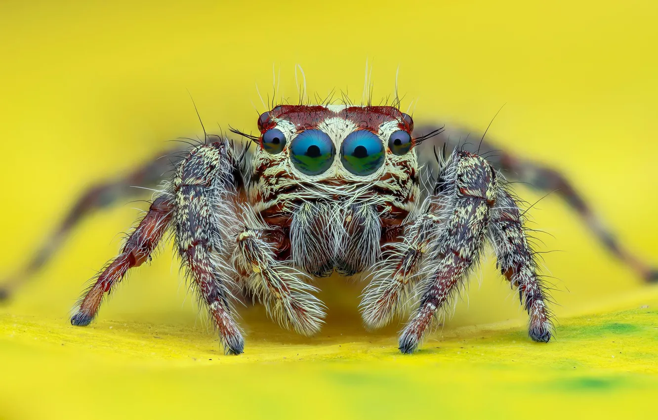 Фото обои глаза, взгляд, макро, паук, желтый фон, прыгун, джампер, паучок