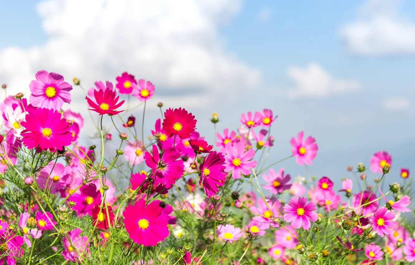 Фото обои поле, лето, цветы, colorful, луг, summer, field, pink