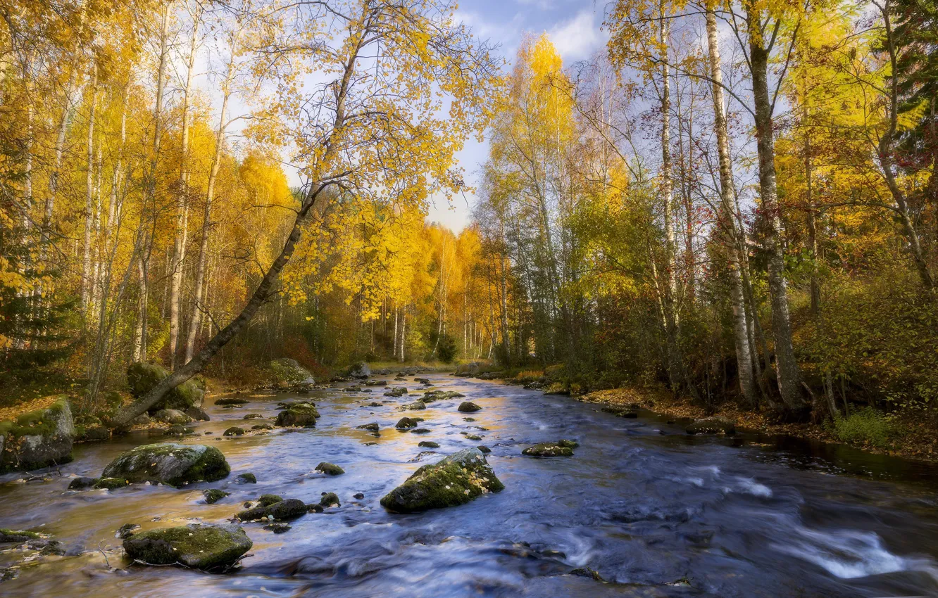 Фото обои осень, лес, река