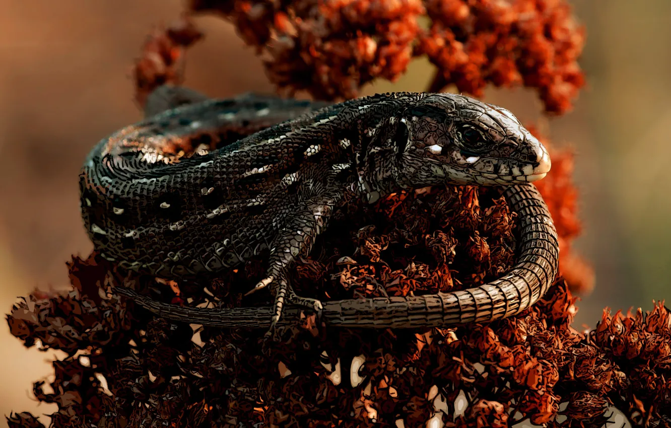 Фото обои dragon, look, sunlight, reptile