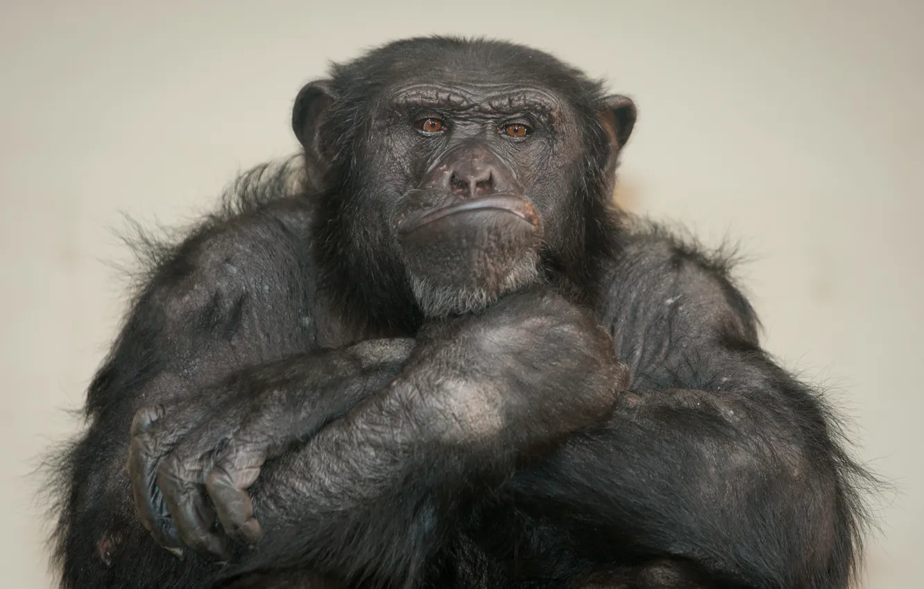 Фото обои обезьяна, шимпанзе, примат