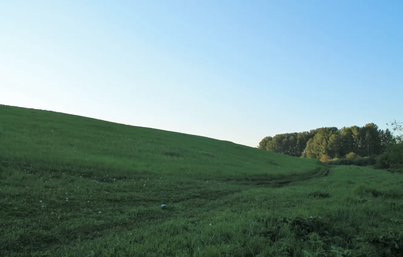 Фото обои синий, зеленый, утро, роща