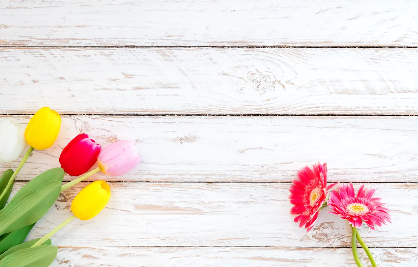 Фото обои цветы, весна, colorful, тюльпаны, герберы, wood, flowers, tulips