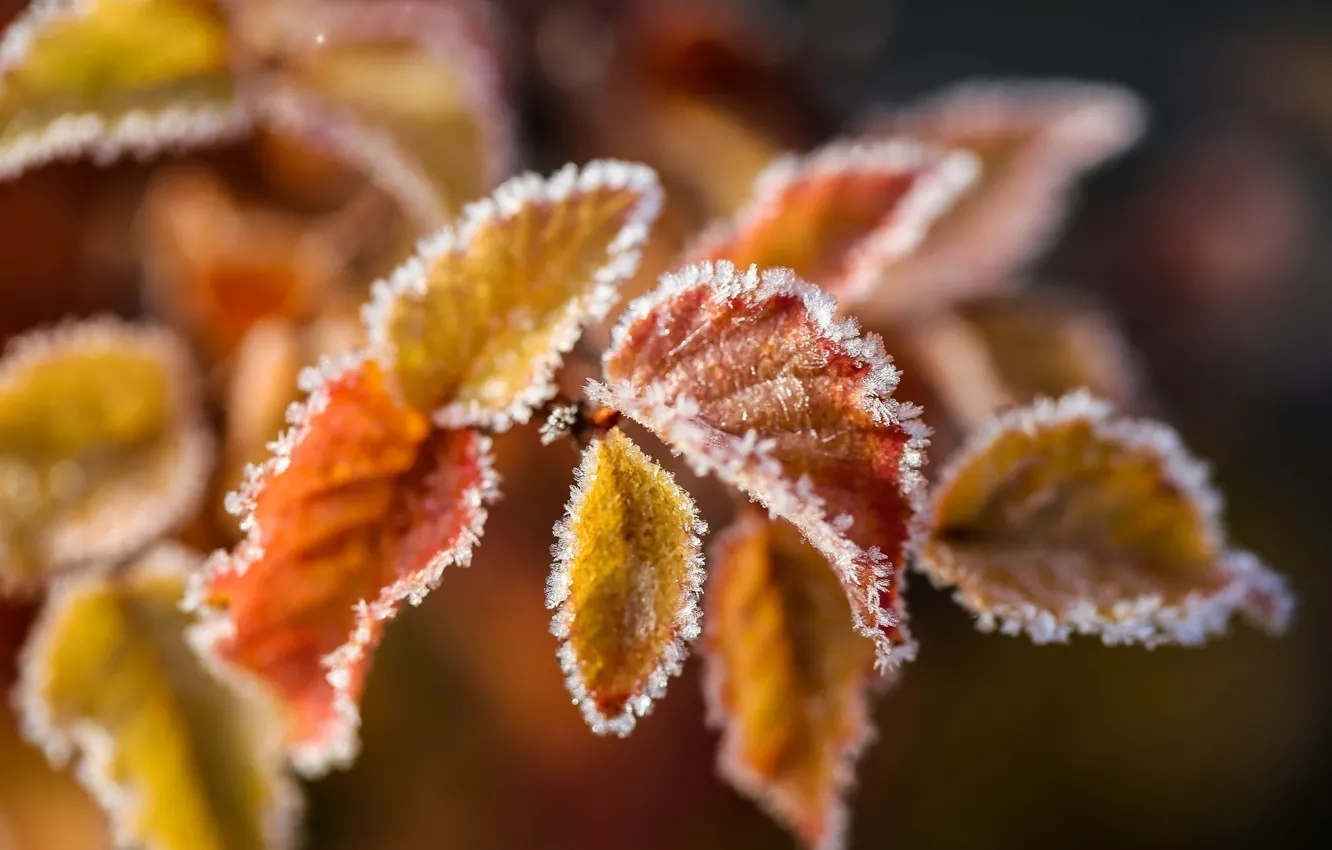 Фото обои лед, листья, цвета, макро, снег, ветка, изморозь