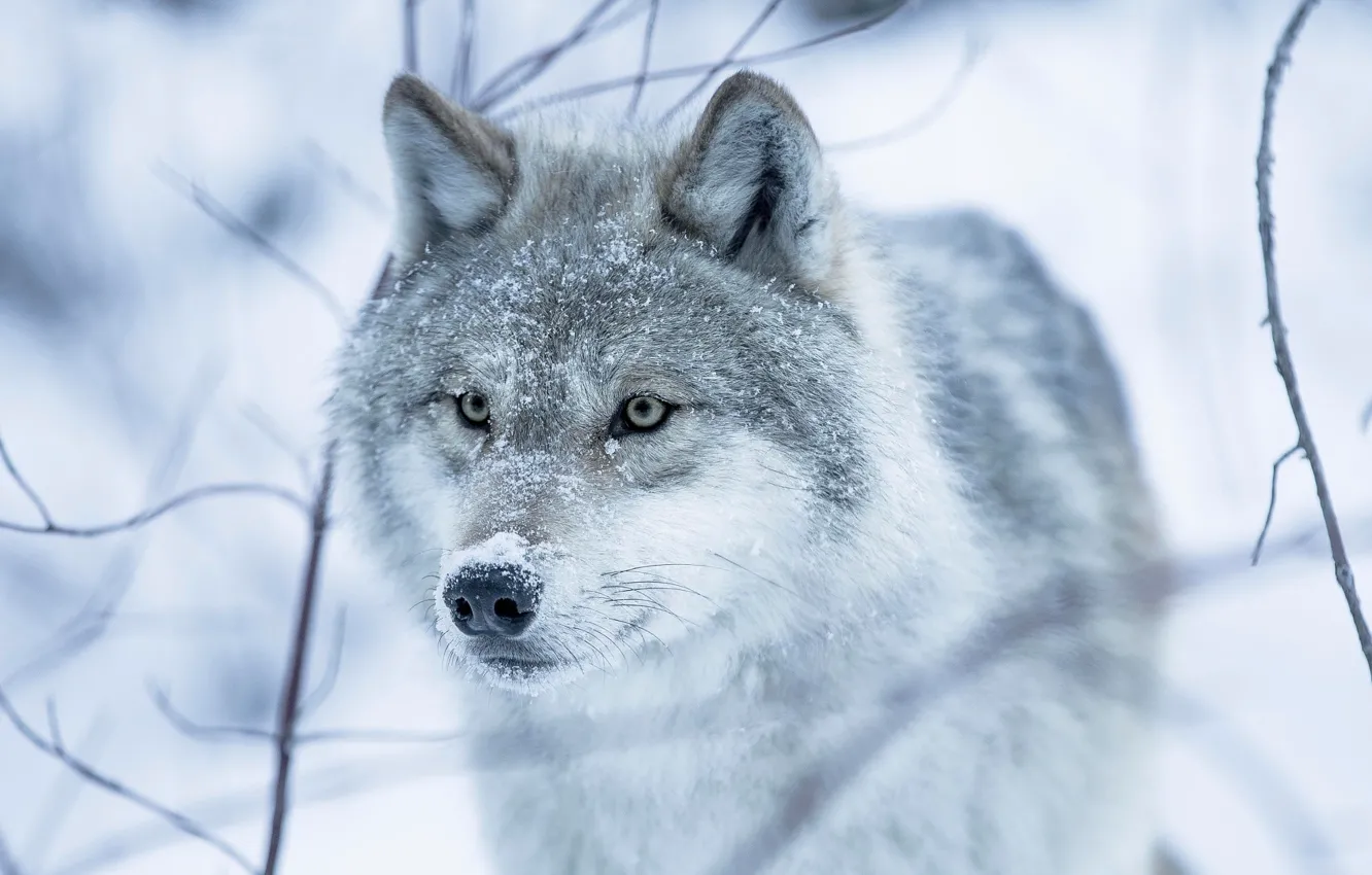 Фото обои зима, глаза, взгляд, снег, волчица