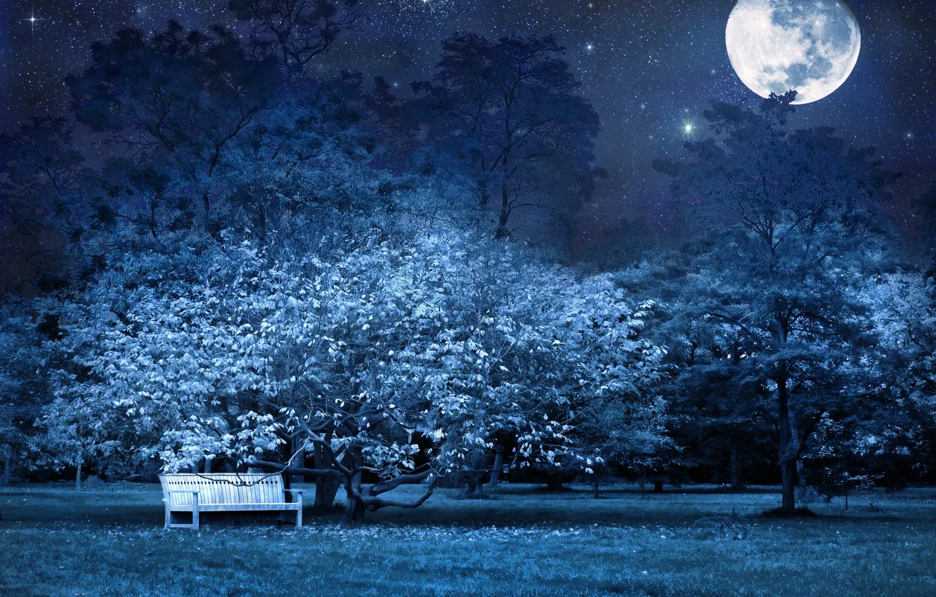 Фото обои звезды, деревья, скамейка, ночь, природа, луна, лавочка
