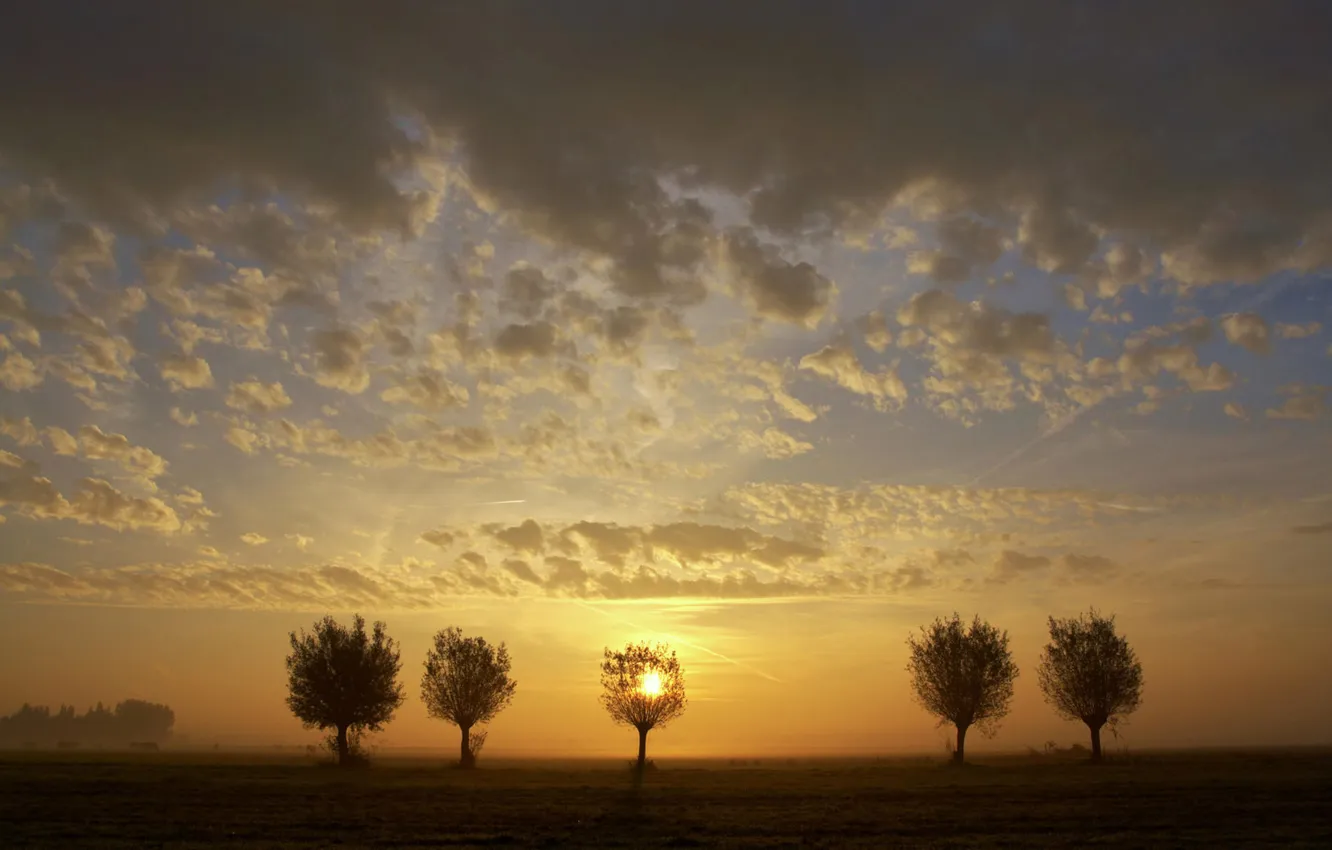 Фото обои поле, небо, деревья, закат