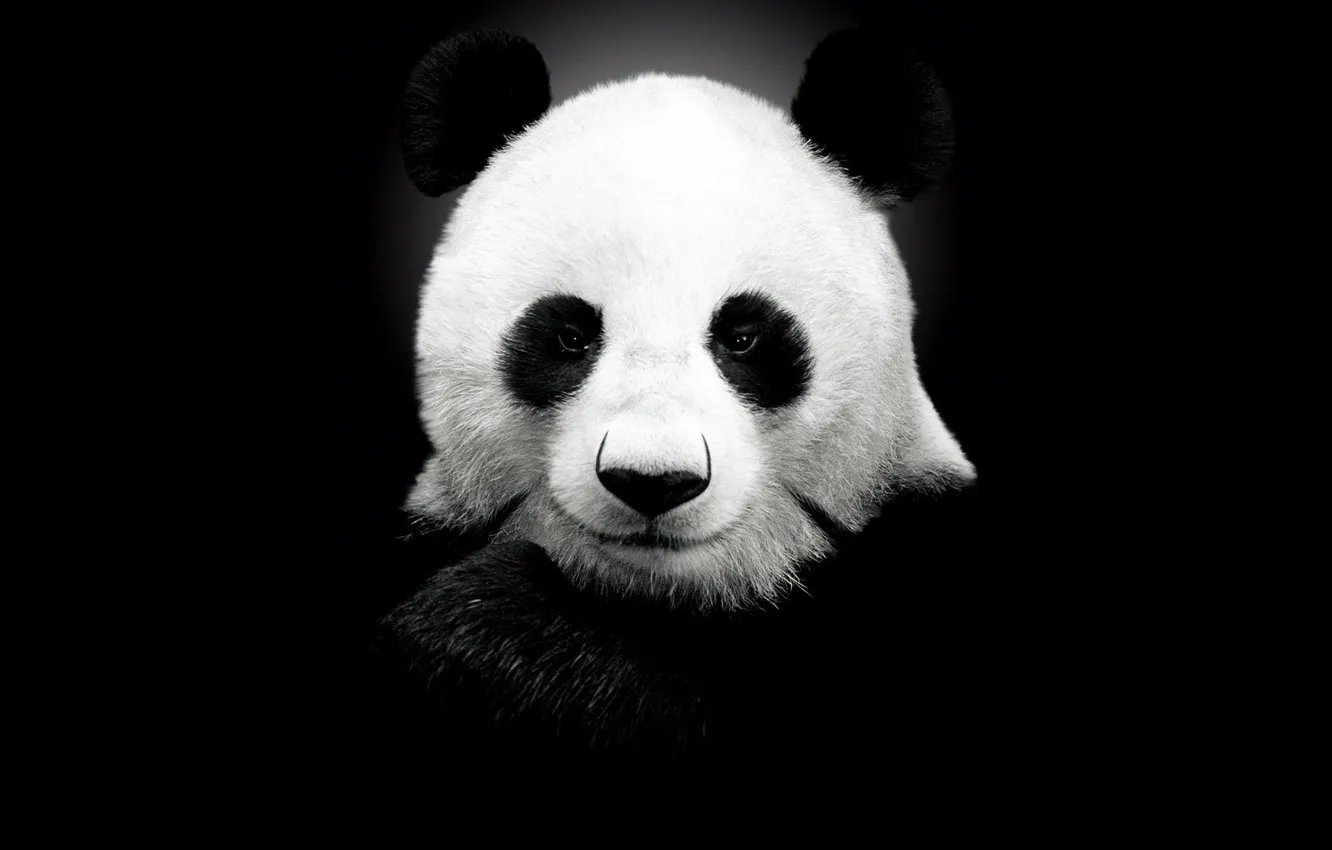 Фото обои фон, панда, чёрный фон