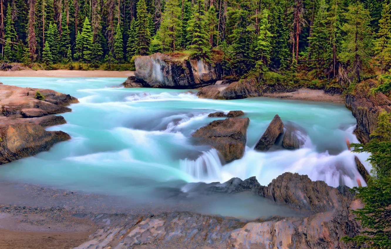 Фото обои лес, река, Канада, Canada, British Columbia, Британская Колумбия, Kicking Horse River, Yoho National Park