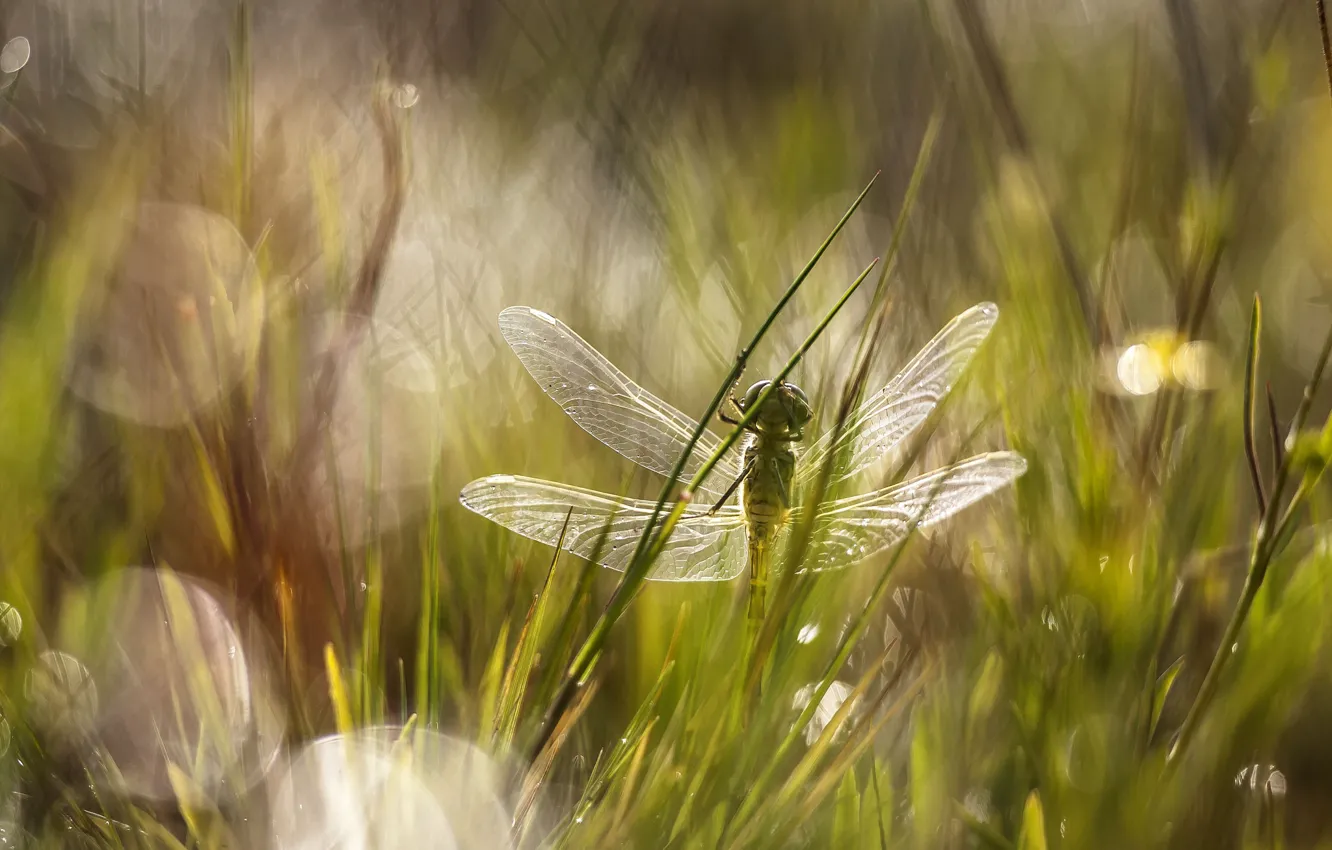 Фото обои трава, блики, стрекоза, луг
