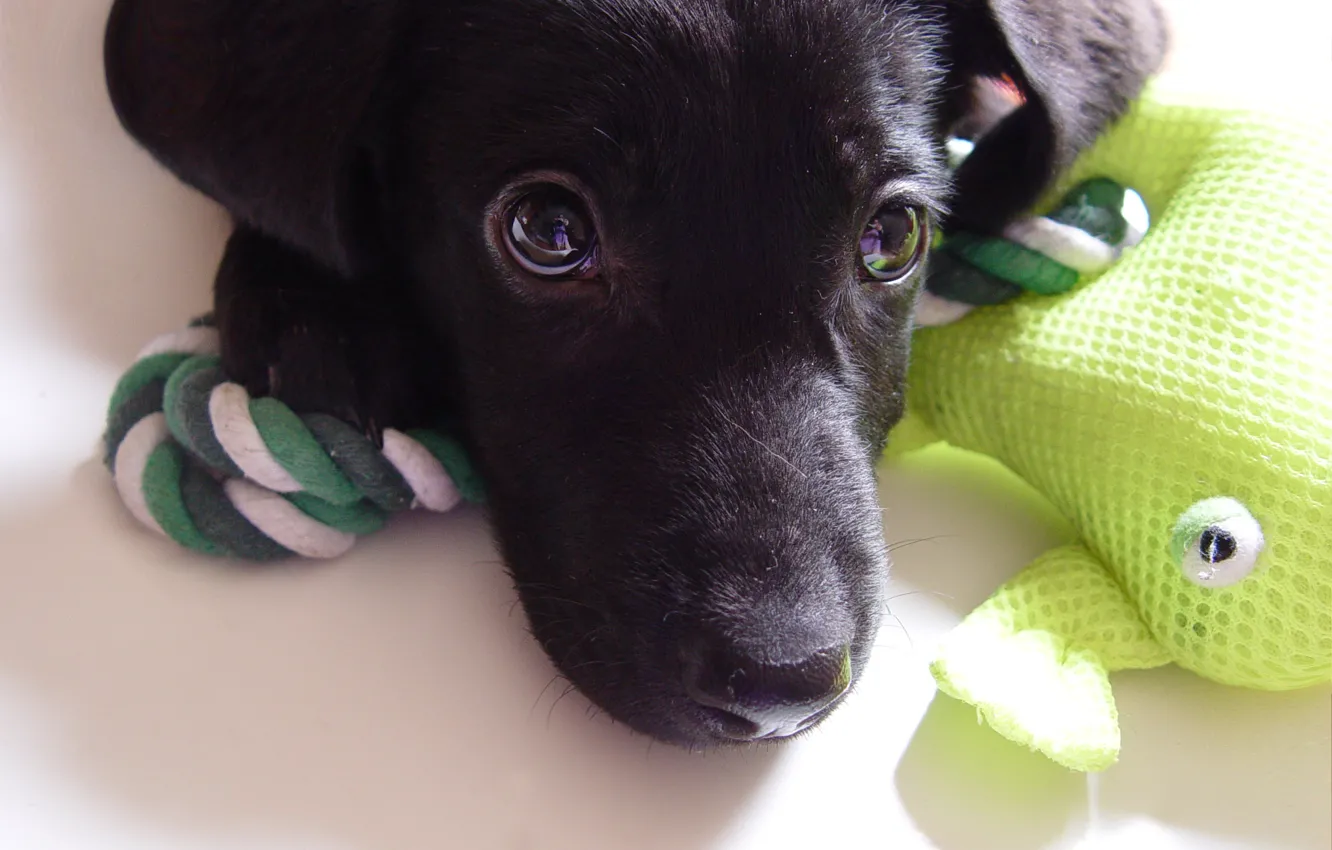 Фото обои взгляд, игрушка, лягушка, собака, щенок, зелёный, лабрадор, Mixi